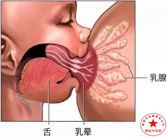 母乳喂養應注意哪些?